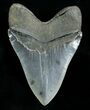 Huge, Serrated Megalodon Tooth #4567-3